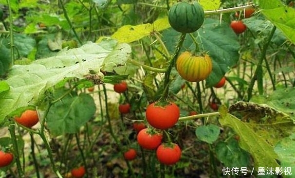  『番鬼』牛茄子，别名番鬼茄，喜生于路旁荒地、疏林或灌木丛中