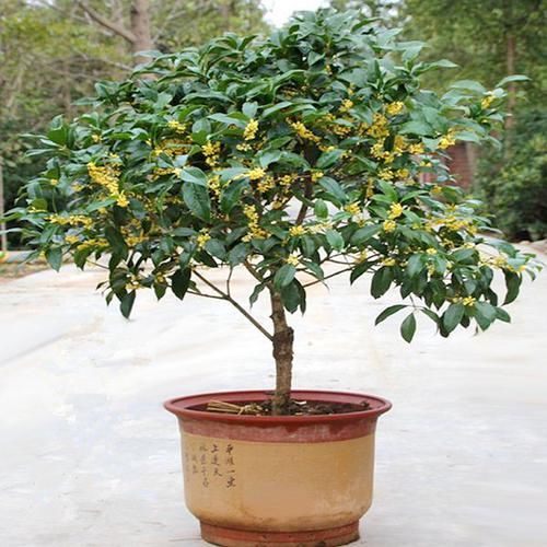  『满天星种子』号称“天然香水”的8种植物，摆放在客厅，整屋飘香，心情也不错