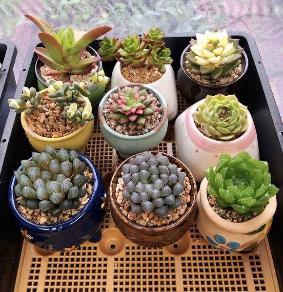  #肉语#肉圈里的多肉“暗语”，这些你都知道吗？教你学说肉言肉语