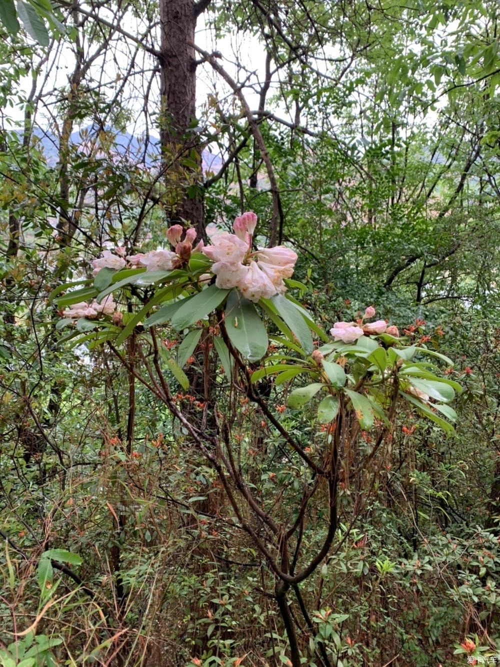 「花园」蓝花楹开了,花园的花也开了,恩特儿红,桑葚黑