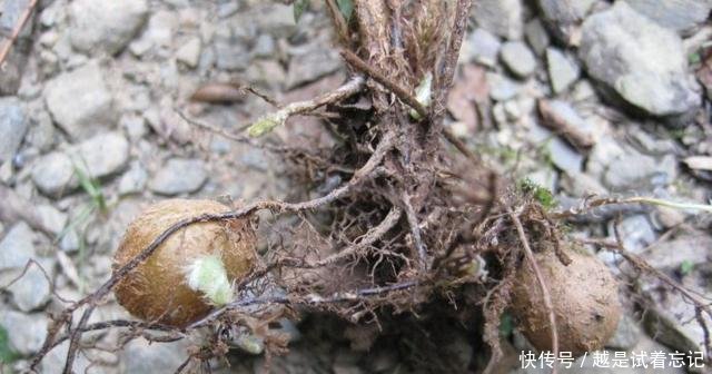 长在地里的野果，曾经漫山遍野没人吃，如今贵到吃不起！