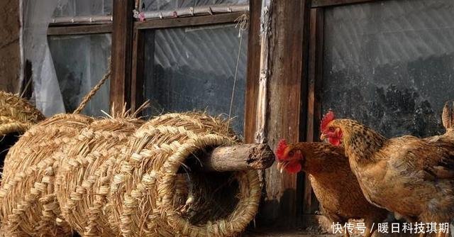  #农民朋友#农民朋友们注意了，今年起，这几种村干部将会被严查