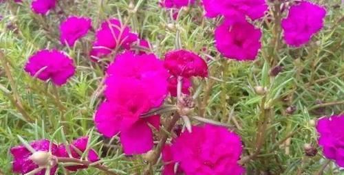 「高温」这“2种”花,高温天也能“花开不断”,让你整个夏天都有花可赏