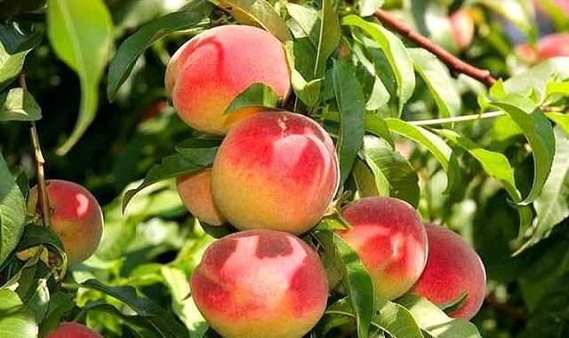  「桃树」农村一种作物以前不值钱，现采用科学种植后，市场上一斤卖到8元