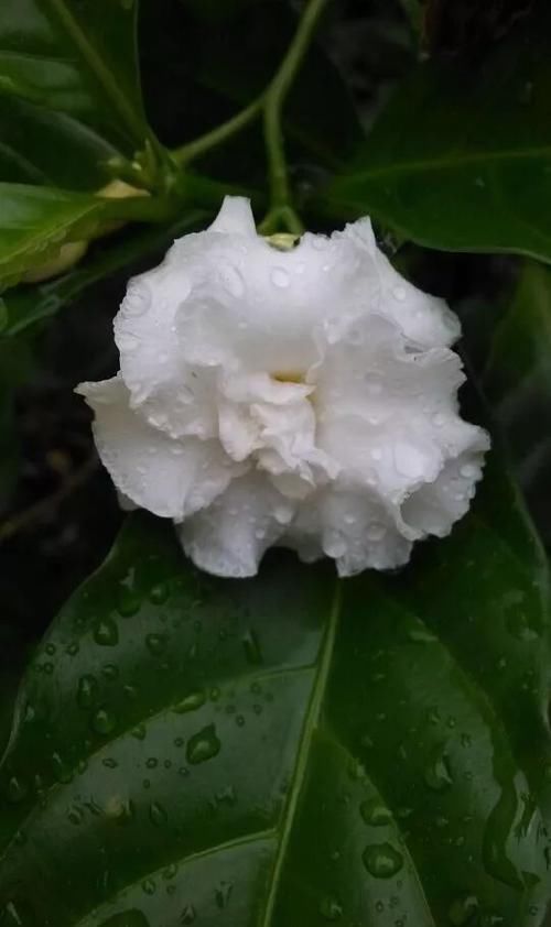  『没想到』买了盆花朵特别像栀子花的观赏植物，没想到名字叫狗牙花