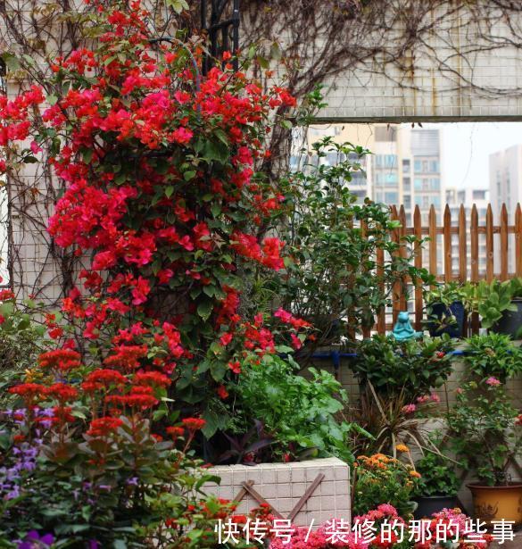 『催花』养三角梅,3个催花小手段要知道,花量猛增,一开就是大半年!