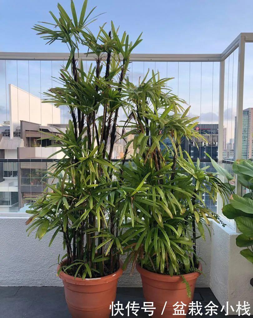 『室内』适合养小盆里的棕榈植物,具热带风情的棕竹,可增加室内氧气含量
