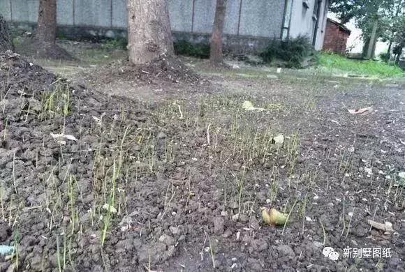 庭院设计|农村大叔手把手教你，一个人挖池塘，小院从此美美的