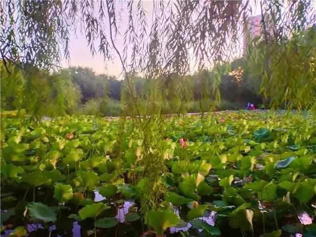 抓住夏的尾巴，走进公园与荷花来一场“藕遇”