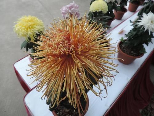「中华」喜欢菊花,不如养盆“菊中精品”中华溢彩,灵动飘逸,流光溢彩!