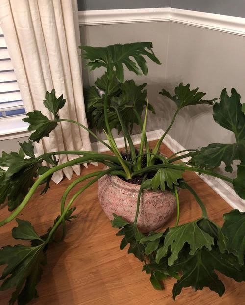  「盆栽」盆栽植物叶片突然变成褐色，突然死亡是什么原因