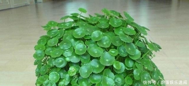  花钱买：这5种花草，别花钱买，掐一片叶子插土里，一个月长满盆，贼省钱