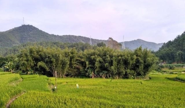 农村一树上长着毛茸茸的果实，被称为肾宝，摇身一变成为发财树