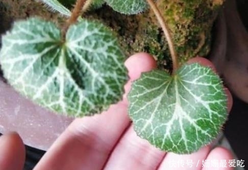 农村一种植物，看着不起眼，价值珍贵，具有效治湿疹，解毒和消肿