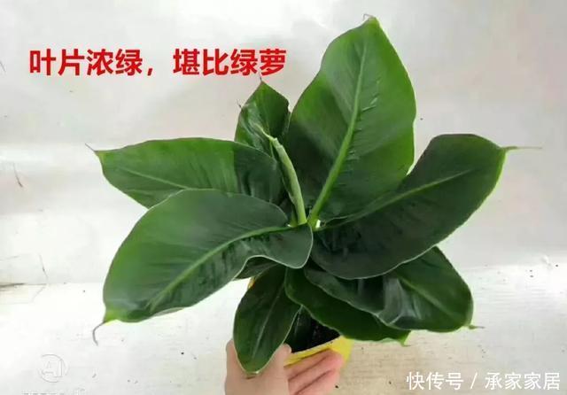 绿萝■能盆栽的迷你香蕉树,比绿萝还耐阴的花,叶子亮得像打蜡!