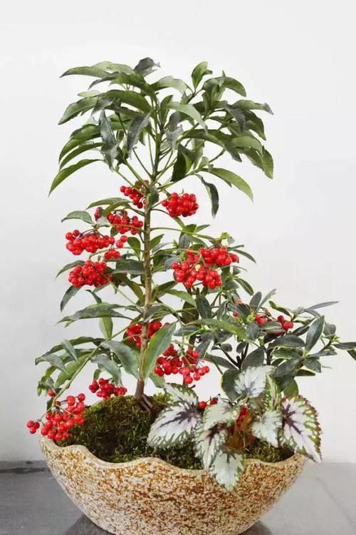  养盆■客厅养盆“金玉满堂”，一盆红透“客厅”，俗称黄金万两