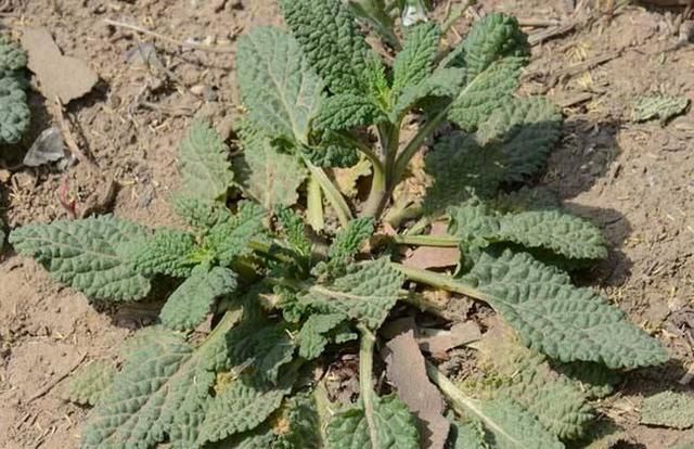 茅厕边生长的“丑草”，却是穷人的“救命草”，现在晒干7元一斤