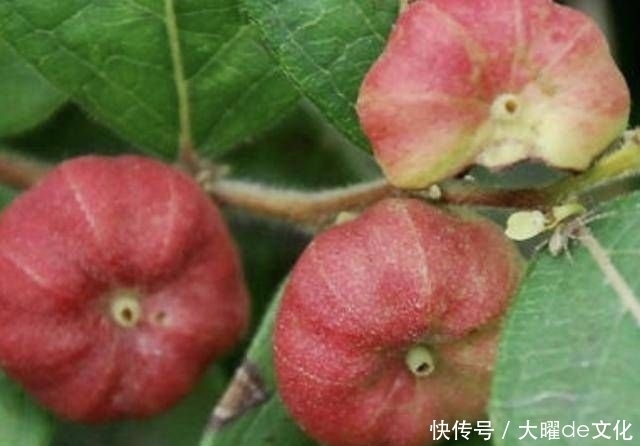 果子@“1种果子”常被忽视,人称“算盘子”,如今1斤“10元”不好买!