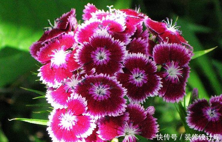  五彩石竹■在家中养护漂亮的花卉，就选择3种花卉，花色多样，幸福吉祥好运