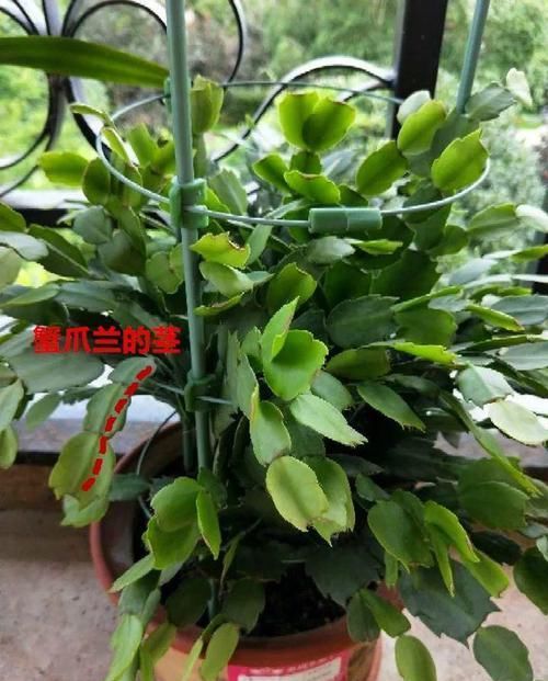  「蟹爪兰」养花也能很省钱，5种花揪叶子，插土里1盆生10盆！