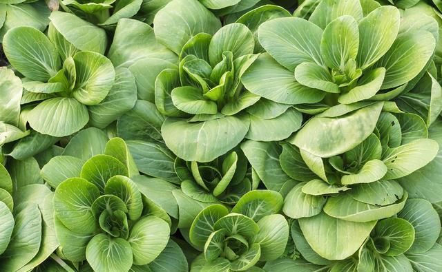 很多年轻人都开始回乡创业了，那么在农村种植什么东西最赚钱？