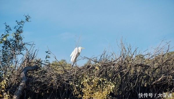 生三千年,死后再挺三千年,这里的树木不得了!