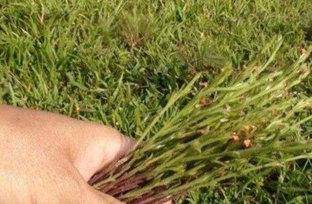 玉米地里有“独脚草”？别当杂草了，效果堪比人参