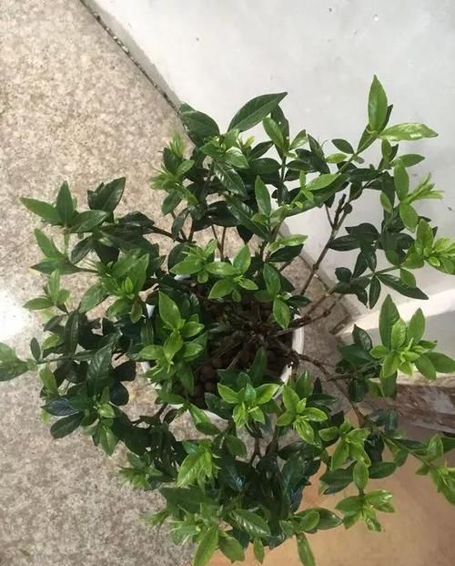  『栀子花』月季栀子花，花还没开就掉落，3个原因一看就懂！