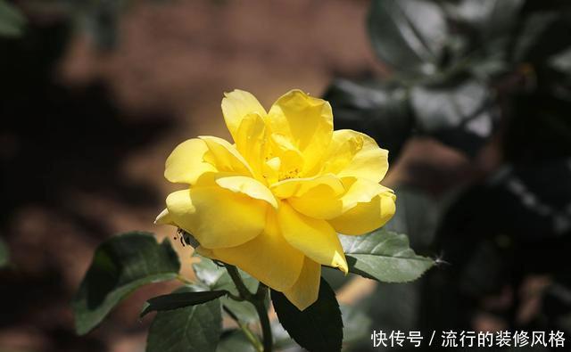  『花无』月季——只道花无十日红，此花无日不春风