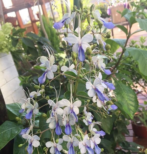  『新型』此新型观赏植物，花似蓝蝴蝶，美丽动人，全年可开花，是盆栽佳品