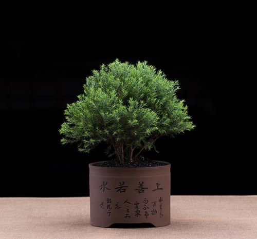  【室内】阳台再小，也有“大作为”种下面的8种植物，高雅美观有面子
