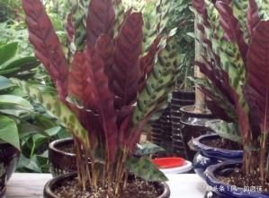 【接福】居家养花很有讲究,这3种绿植养在客厅招财又接福,好看又好养