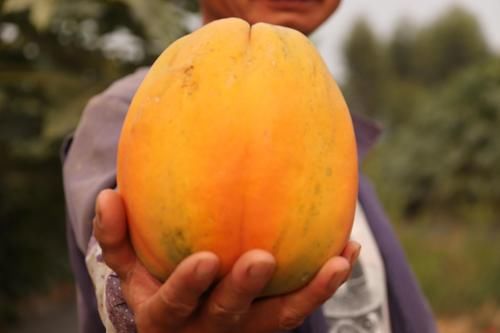 光明集团光明小镇