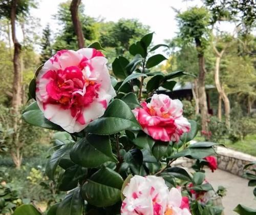  #空气湿度#北方养茶花，没有那么难，做好4点，朵朵娇滴滴“比手大”