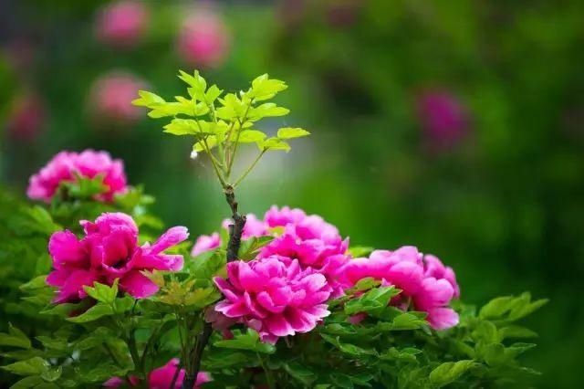 【花中】中国10大名花,哪个是你的最爱?