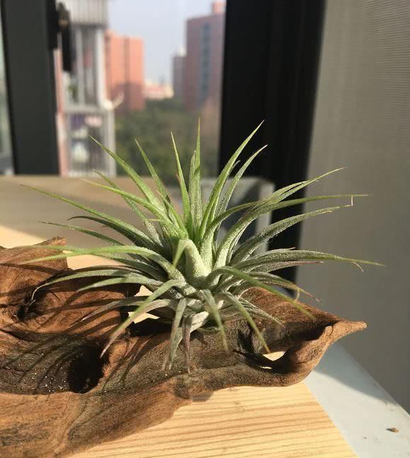  「旺盛」这才是真正的懒人植物，有空气就能活，长得还贼旺盛！