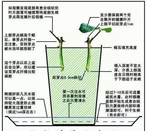  『当晒晒太阳』现在扦插最好活，这8种花，插多少活多少！