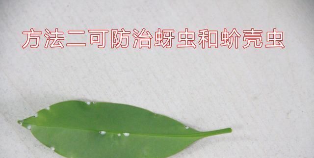  『便宜』便宜又大碗，种花就靠它，洗衣粉水喷叶面，驱虫又防害