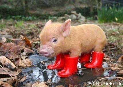 妹子，咱穿高跟鞋不是比高的，如此高的高跟鞋，走路都是个问题呀