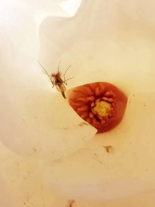  『花粉』花粉过敏如何预防