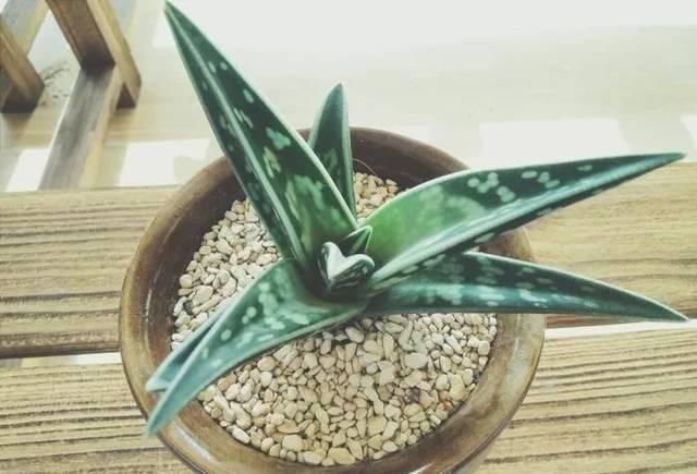  『适合』家里适合摆放这几种多肉植物盆栽，常年养在灯光下仍旧能长好