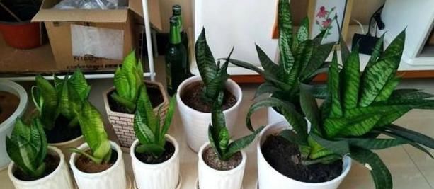  「蟹爪兰」想让盆栽植物根壮叶绿花多?用发酵粉就能实现!