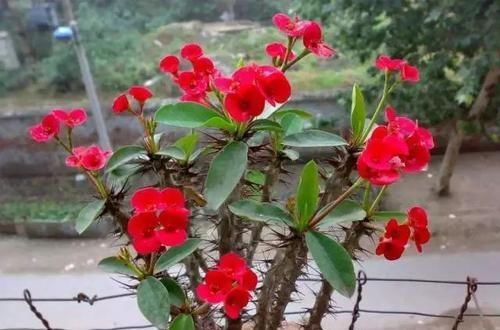  #牢记#养“虎刺梅”，牢记“1个基础、2个不要”，一年四季开花，喜人！