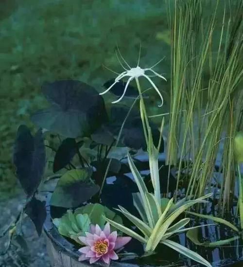 『花钱』不花钱在阳台、露台上打造一个迷你池塘,好看到爆!