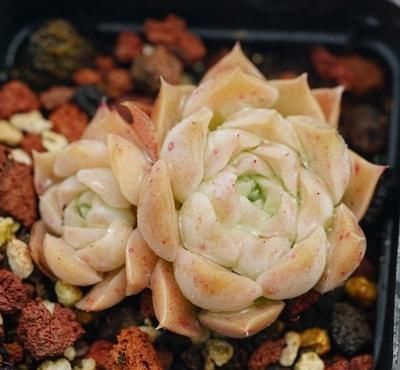  【多肉植物】萌宠多肉绿植，给你每天好心情