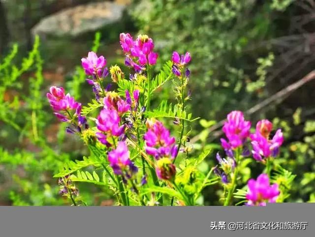  [春天]王母山春日美景图，每一帧都好看！