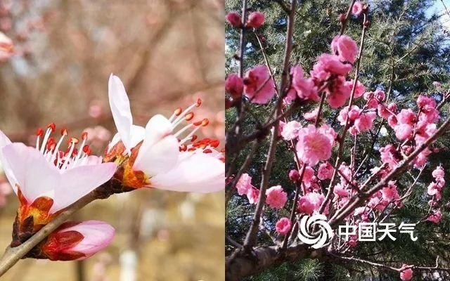  『樱花』天气回暖花开正好，赏花达人速成秘诀看过来