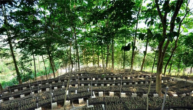  种植金线莲：价值不输西洋参，人称“金草”，一斤7百元，有人大量种植