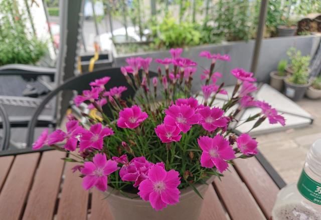  【盆栽】此花超级好养，丢土里就能活，全年开花，花多易爆盆，是盆栽佳品