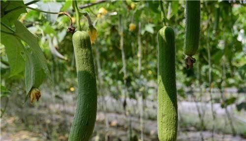  「高产」它可食用可家用，出口量大，种植成本低，收益渠道多，不愁不赚钱